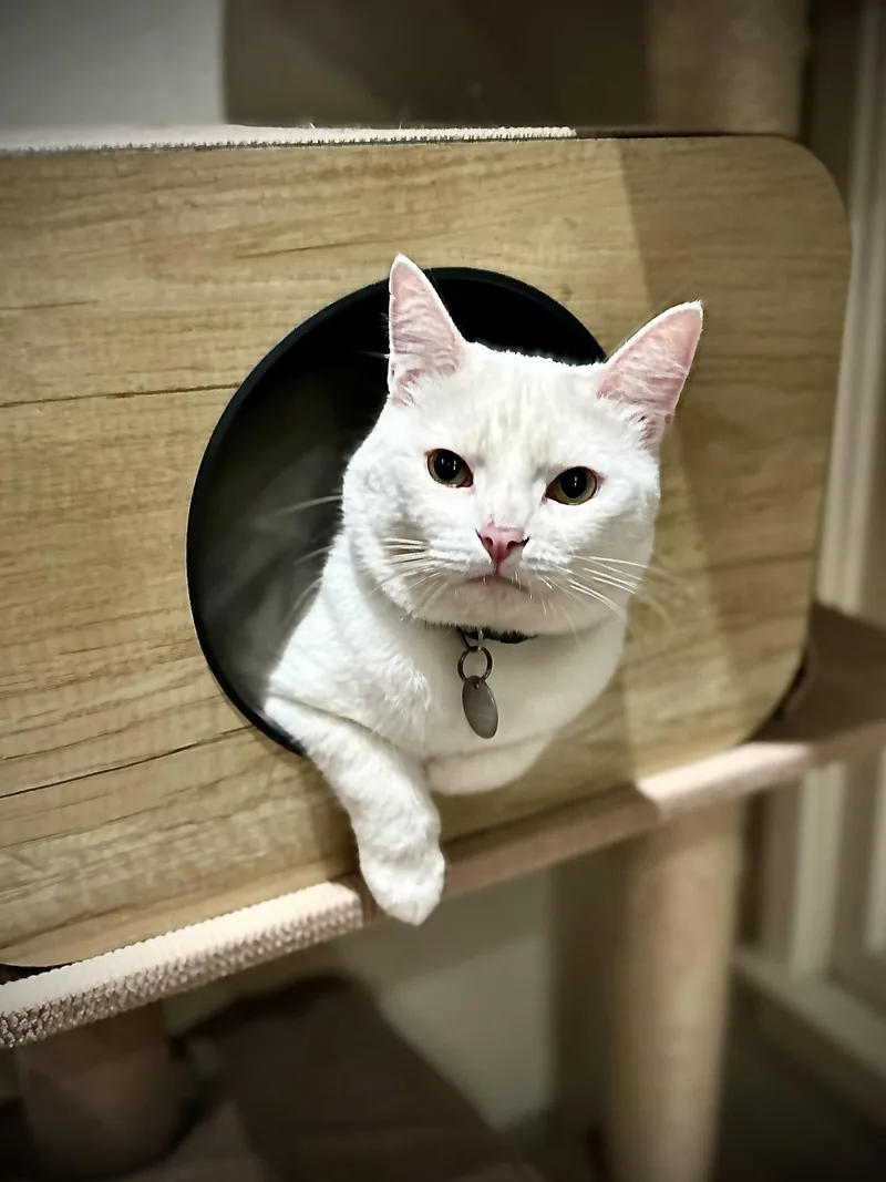 An adult medium-sized male White Domestic Short Hair cat named Milky for adoption in Long Beach, CA