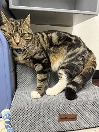 An adult small-sized male Domestic Short Hair cat named Sherman for adoption in West Chester, PA