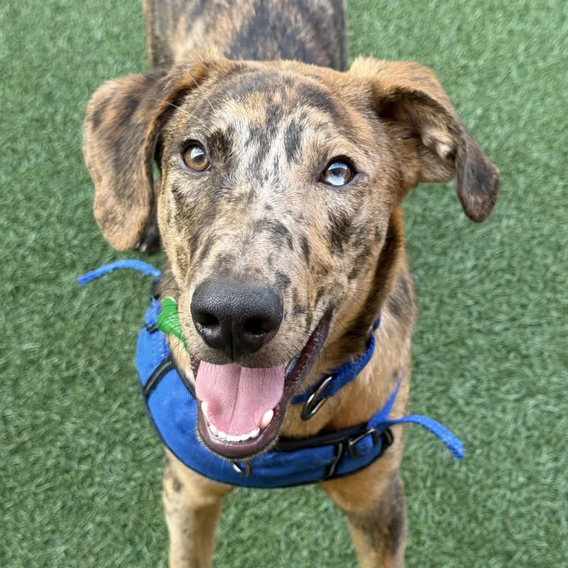 A young medium-sized male Catahoula Leopard Dog dog named Ruckus for adoption in Itasca, IL