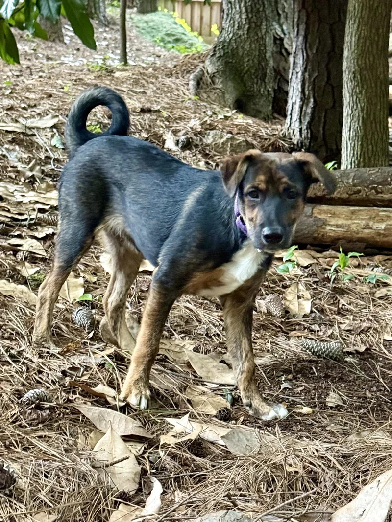 A young medium-sized male German Shepherd Dog dog named Simon for adoption in Winder, GA
