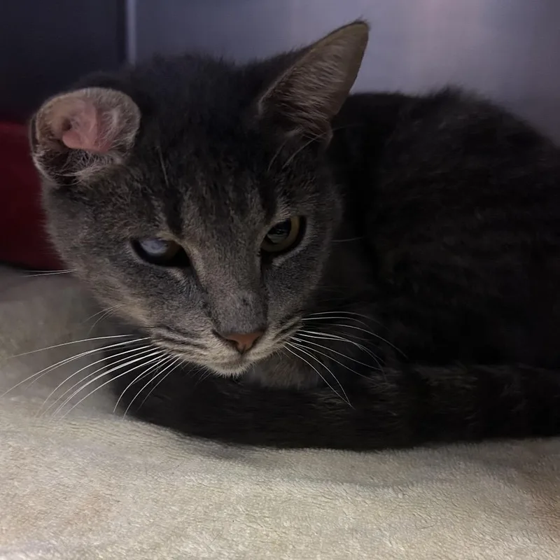An adult medium-sized male Gray / Blue / Silver Domestic Short Hair cat named Halifax for adoption in Bristol, IN