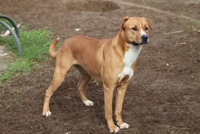 An adult large-sized female Pit Bull Terrier dog named Jan for adoption in Bakersfield, CA