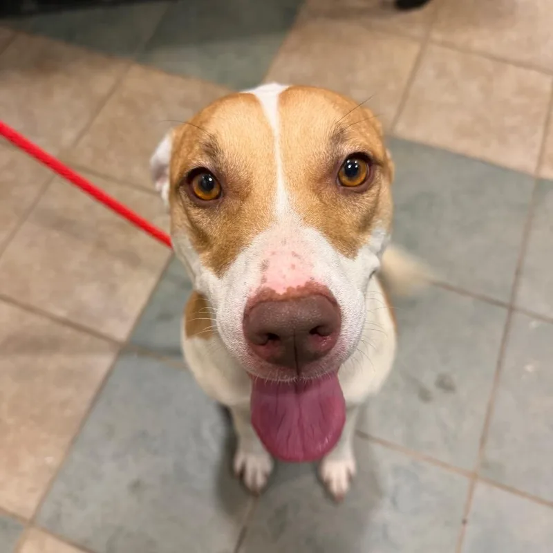 An adult medium-sized female Yellow / Tan / Blond / Fawn Mixed Breed dog named Annalise for adoption in Chattanooga, TN