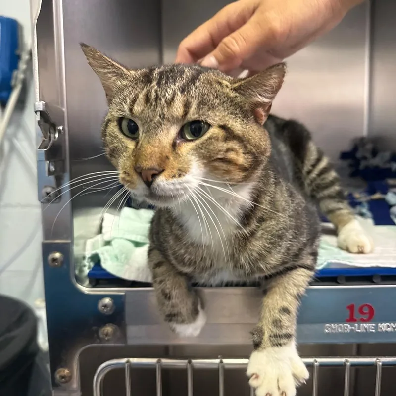An adult large-sized male Brown / Chocolate Domestic Short Hair cat named Atlas for adoption in Naples, FL