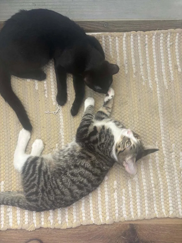 A baby medium-sized male Domestic Long Hair cat named Frankie for adoption in Cromwell, KY