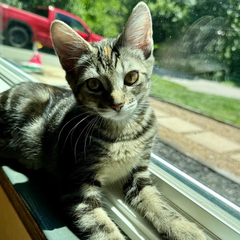 A baby small-sized female Torbie Domestic Short Hair cat named Harmonica for adoption in Pittsburgh, PA