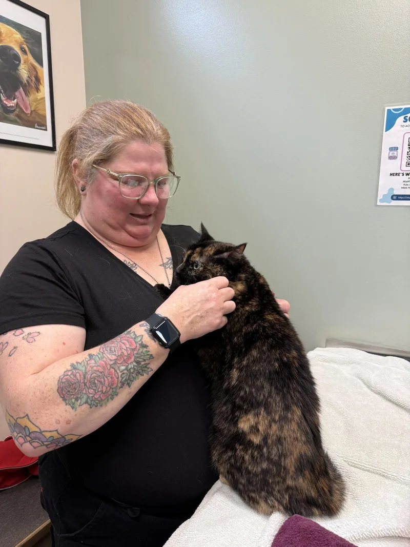 An adult medium-sized female Domestic Short Hair cat named Piper for adoption in Wheaton, IL