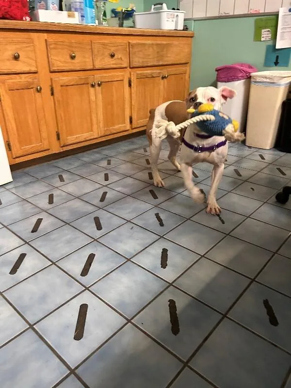 A young medium-sized female American Bulldog dog named Dora for adoption in Cortland, NY