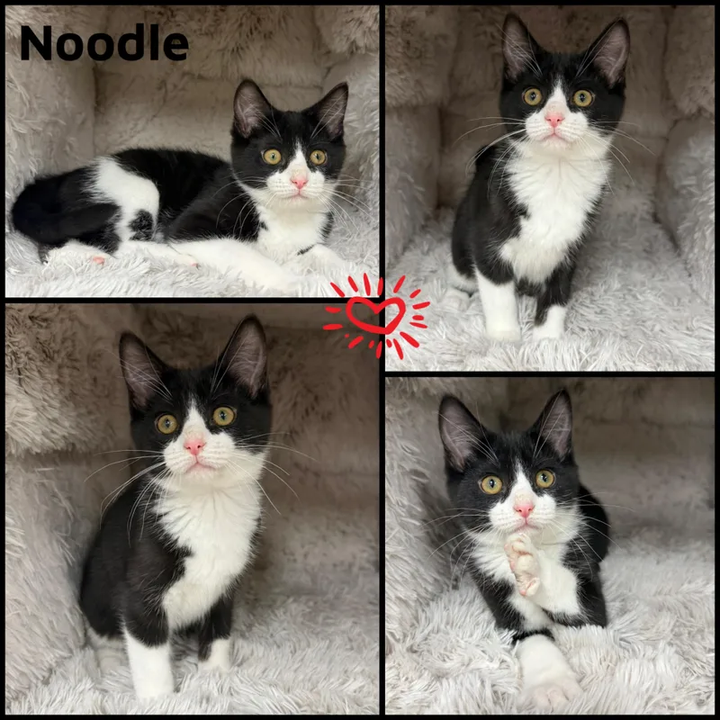 A baby small-sized male Black & White / Tuxedo Domestic Short Hair cat named Noodle for adoption in Louisville, KY