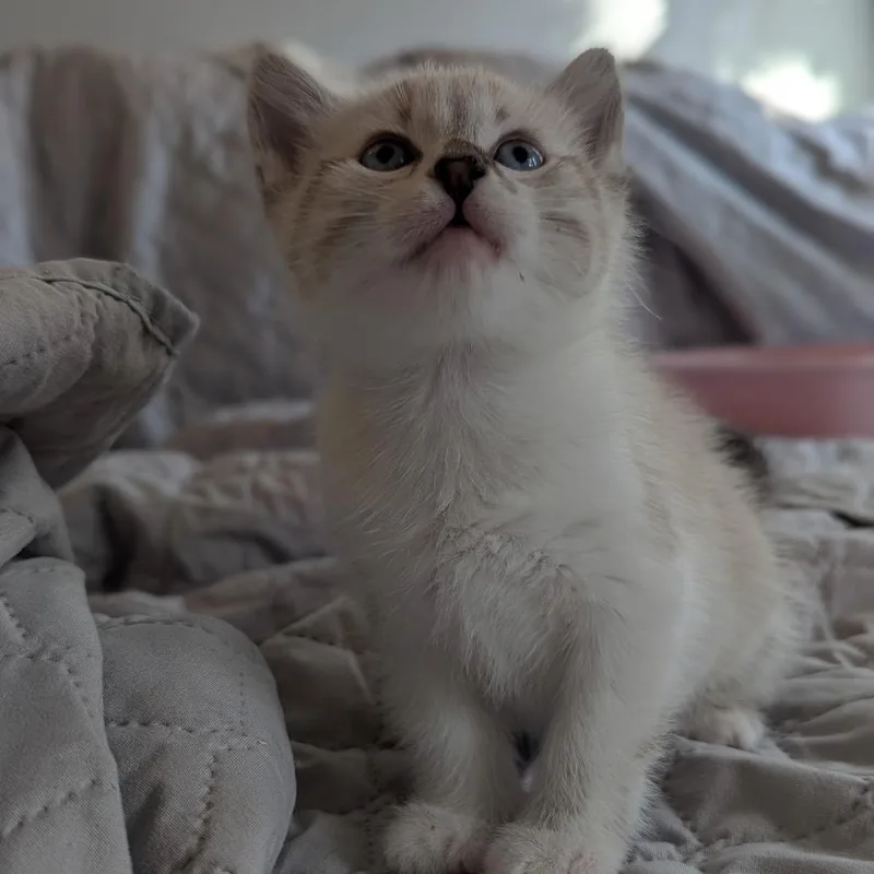A baby small-sized male White Domestic Short Hair cat named Cricket for adoption in Tustin, CA