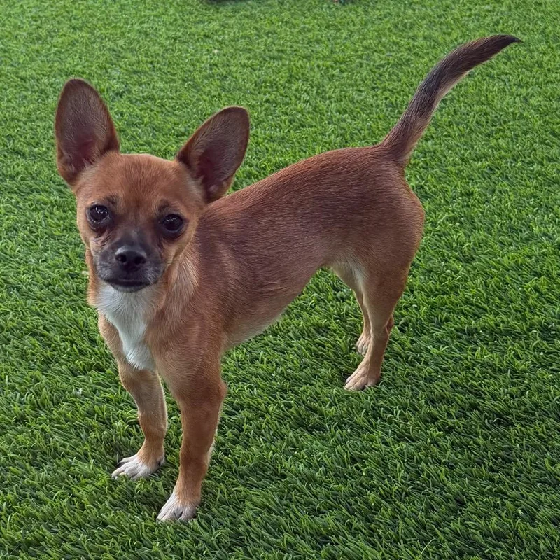 An adult small-sized female Red / Chestnut / Orange Chihuahua dog named Rosewood for adoption in Las Vegas, NV