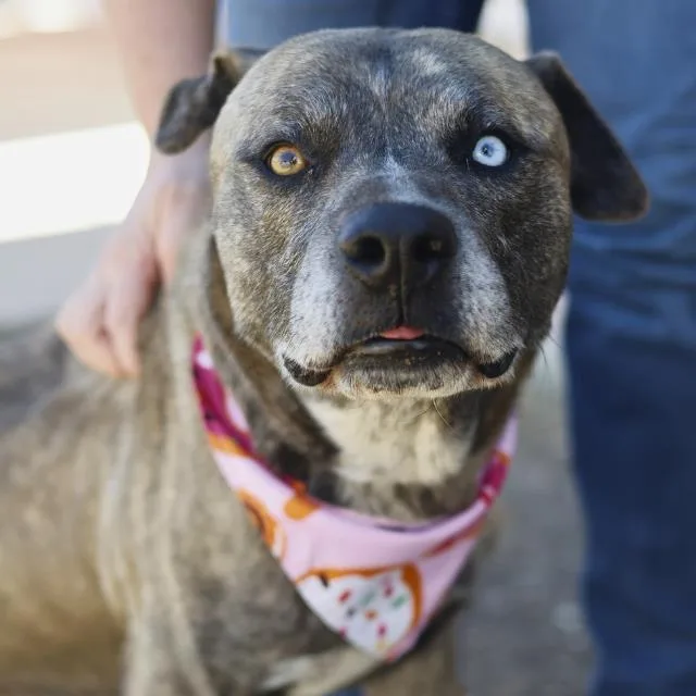An adult large-sized male American Staffordshire Terrier dog named Tokyo for adoption in San Antonio, TX