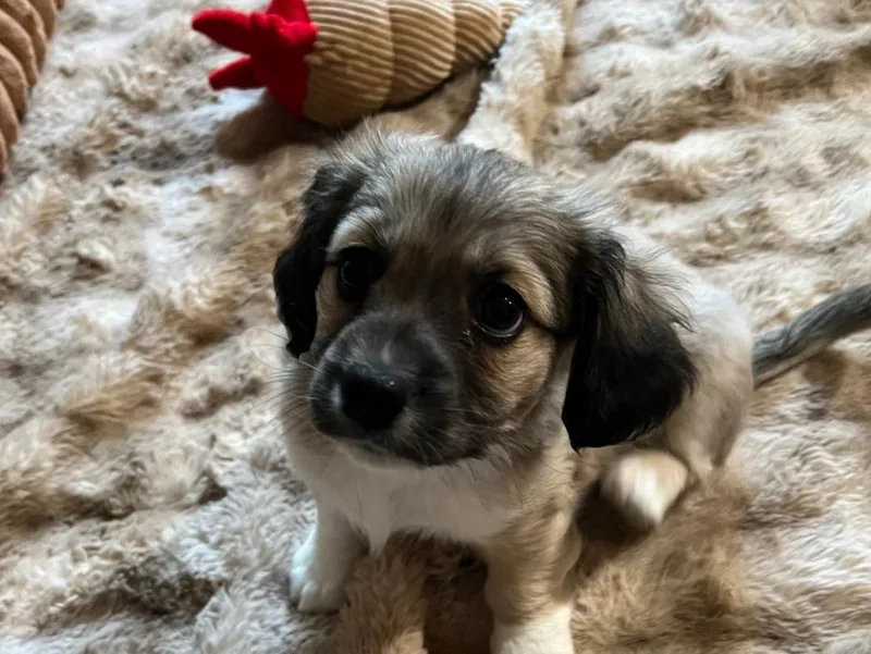 A baby small-sized male Spaniel dog named Kike Hernandez for adoption in Thousand Oaks, CA