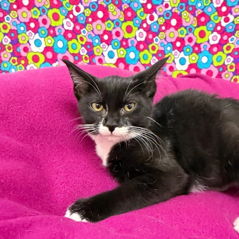 A baby small-sized female White Domestic Short Hair cat named Hillary for adoption in Deerfield, IL