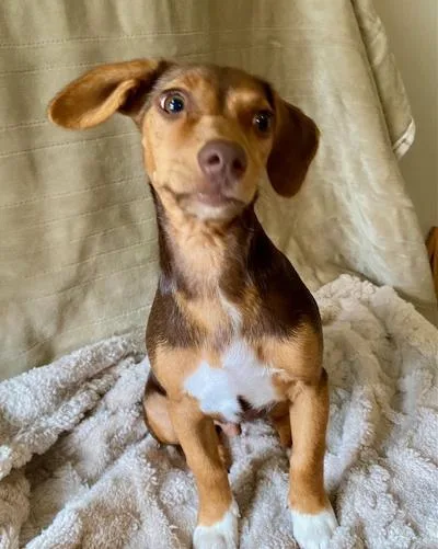 A young medium-sized male Dachshund dog named Dash for adoption in Winton, NC