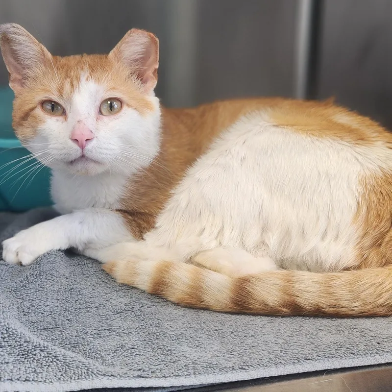 An adult medium-sized male Orange & White Domestic Short Hair cat named Henrey for adoption in Stanley, VA