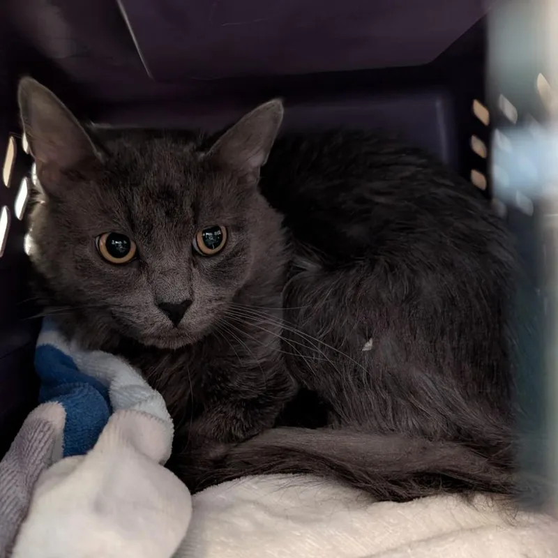 A young medium-sized male Gray / Blue / Silver Domestic Short Hair cat named Crisesito for adoption in Fairport, NY