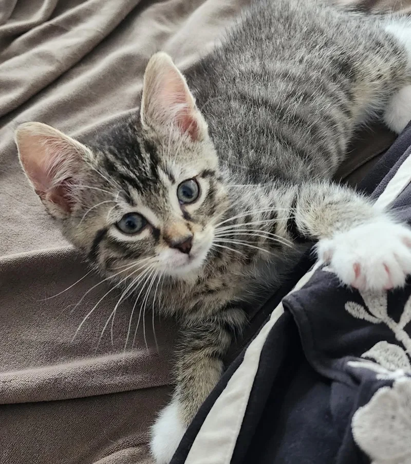 A baby small-sized male Tabby (Brown / Chocolate) Domestic Short Hair cat named Arthur for adoption in Maineville, OH