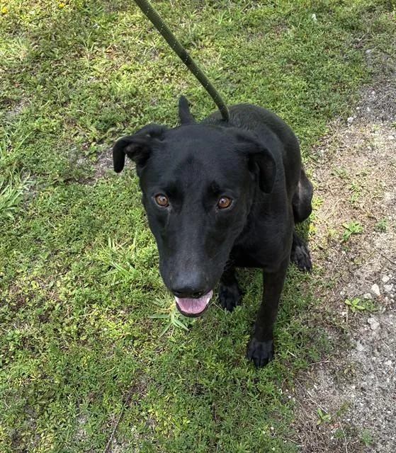 An adult large-sized male Labrador Retriever dog named Mando for adoption in Fort Lauderdale, FL