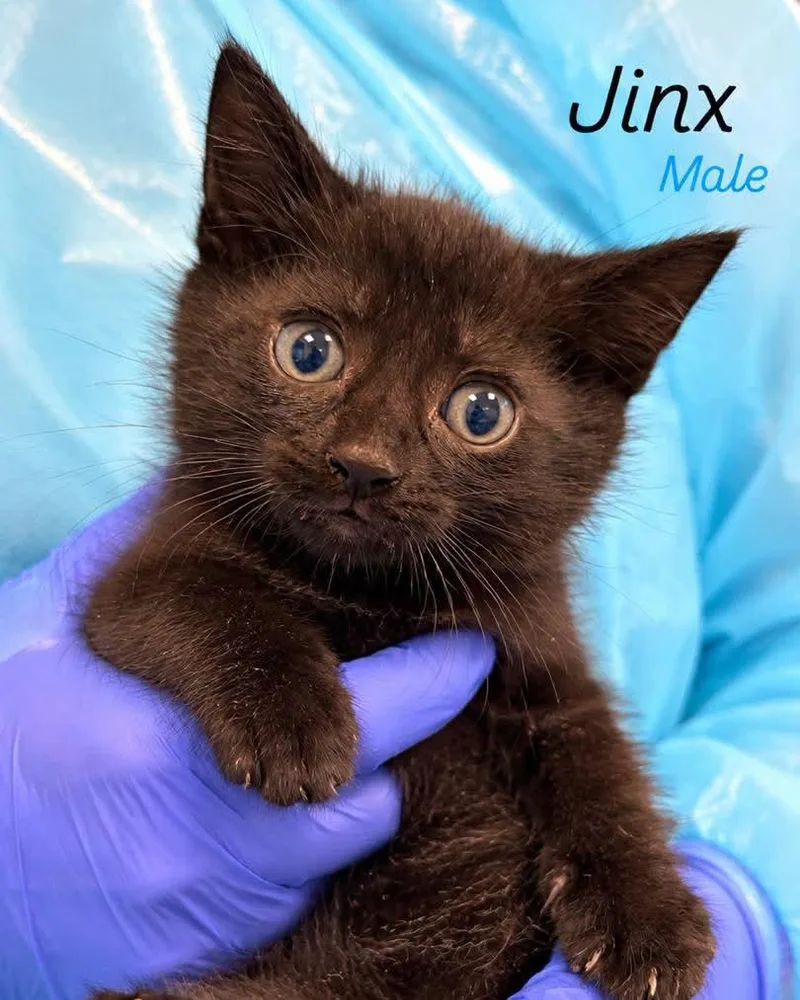 A baby medium-sized male Domestic Short Hair cat named Jinx for adoption in Rock Hill, NY