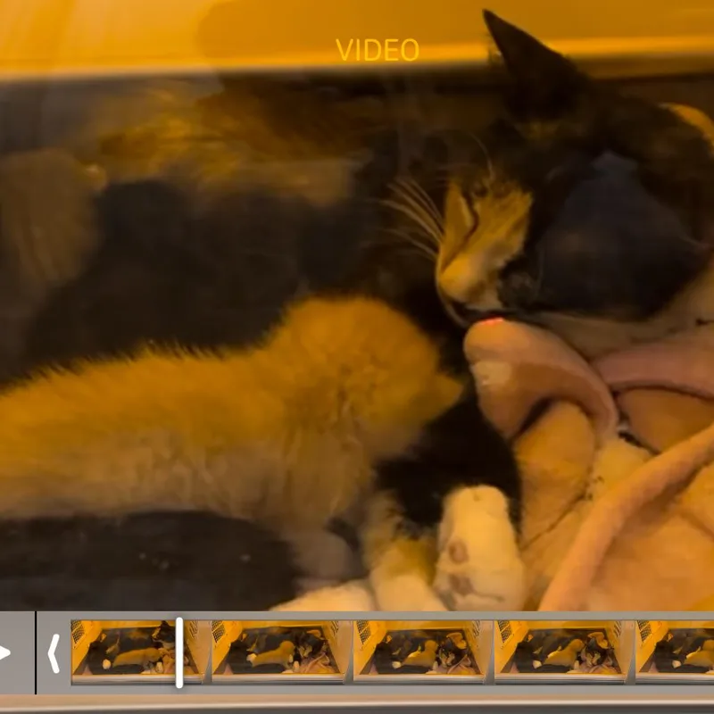A young medium-sized female Tortoiseshell Domestic Short Hair cat named A Noelle for adoption in SANTA ROSA BEACH, FL