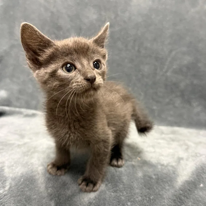 A baby medium-sized male Domestic Short Hair cat named Sonar for adoption in Brenham, TX