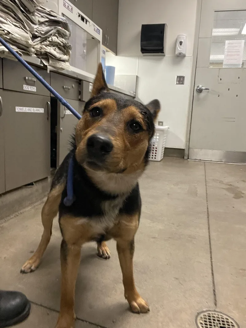 An adult medium-sized male German Shepherd Dog dog named Buddy for adoption in Van Nuys, CA