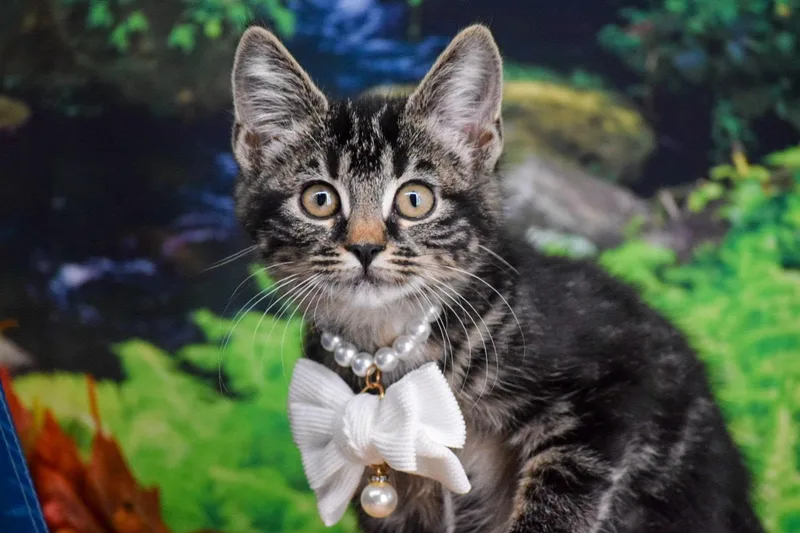 A baby medium-sized female Domestic Short Hair cat named Marshmallow for adoption in Sevierville, TN