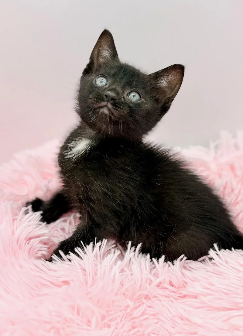 A baby medium-sized female Black Domestic Short Hair cat named Bella Kay for adoption in Covington, LA
