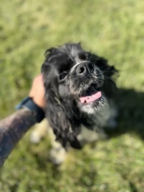 An adult small-sized female Black Cocker Spaniel dog named K.c. for adoption in Bryan, OH