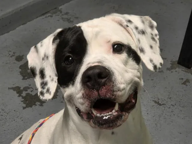 A young medium-sized female Pit Bull Terrier dog named Sally for adoption in Kent, WA