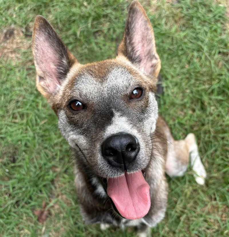 An adult medium-sized female Shepherd dog named Ladybug for adoption in Mount Pleasant, SC