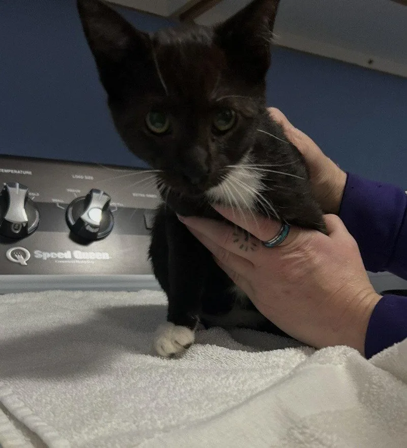 A young medium-sized male Black & White / Tuxedo Domestic Short Hair cat named Gaius for adoption in Tacoma, WA
