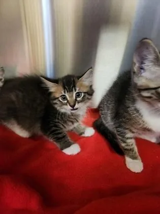 A baby small-sized female Domestic Short Hair cat named Chippy Dippy Dopey Dub for adoption in Independence, MO