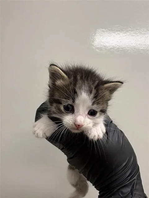 A baby small-sized male Domestic Short Hair cat named Twinkie for adoption in Ontario, CA