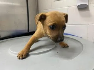 A baby small-sized female Rat Terrier dog named Millie for adoption in Salinas, CA