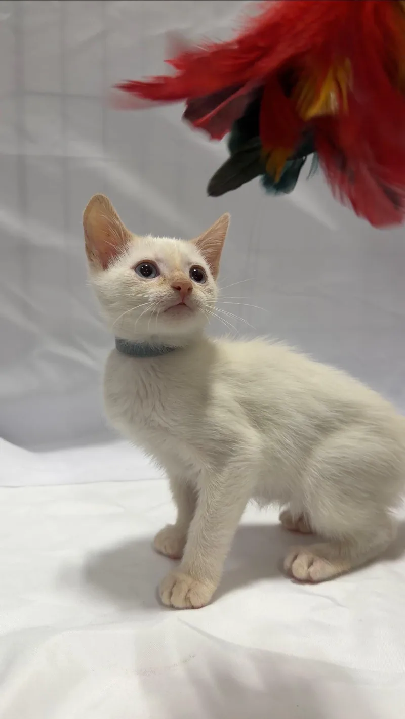 A young small-sized male Domestic Short Hair cat named Ciabatta for adoption in Fullerton, CA