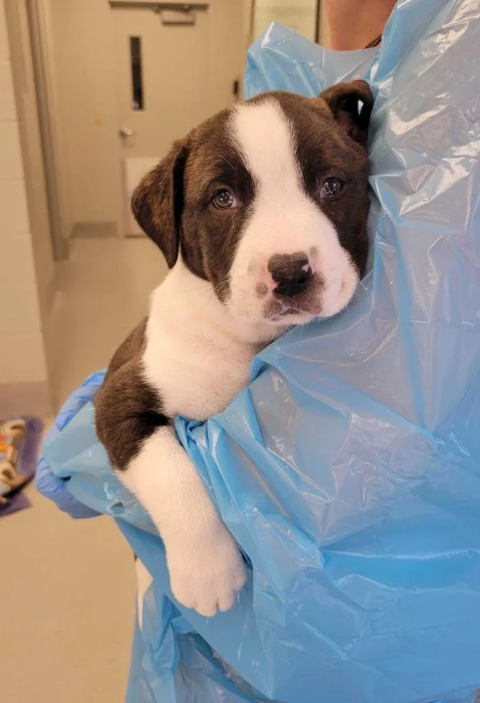 A baby medium-sized female Pit Bull Terrier dog named Duck for adoption in Chillicothe, OH