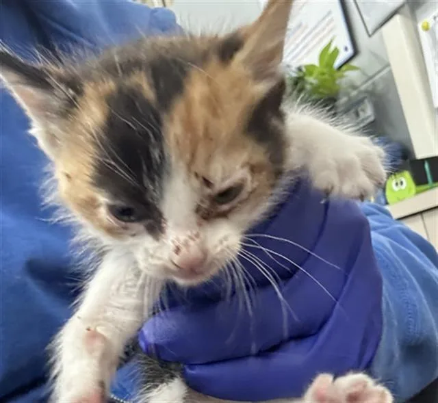 A baby medium-sized female Domestic Short Hair cat named Honey for adoption in Dallas, TX