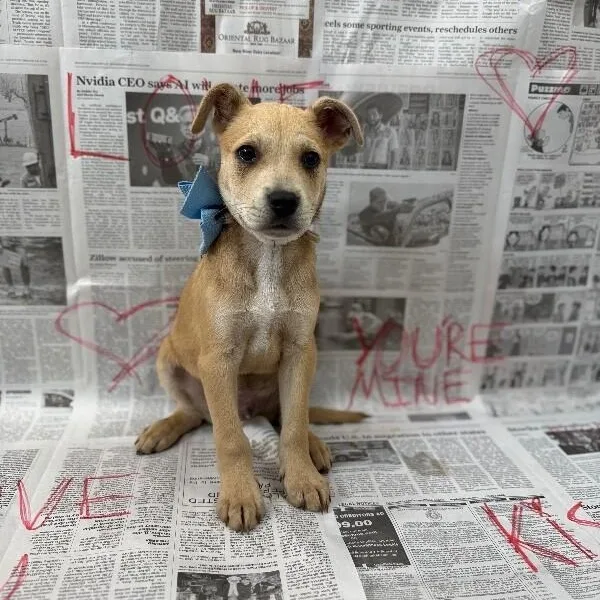 A baby medium-sized male Yellow / Tan / Blond / Fawn German Shepherd Dog dog named Sirius Celestial for adoption in Friendswood, TX