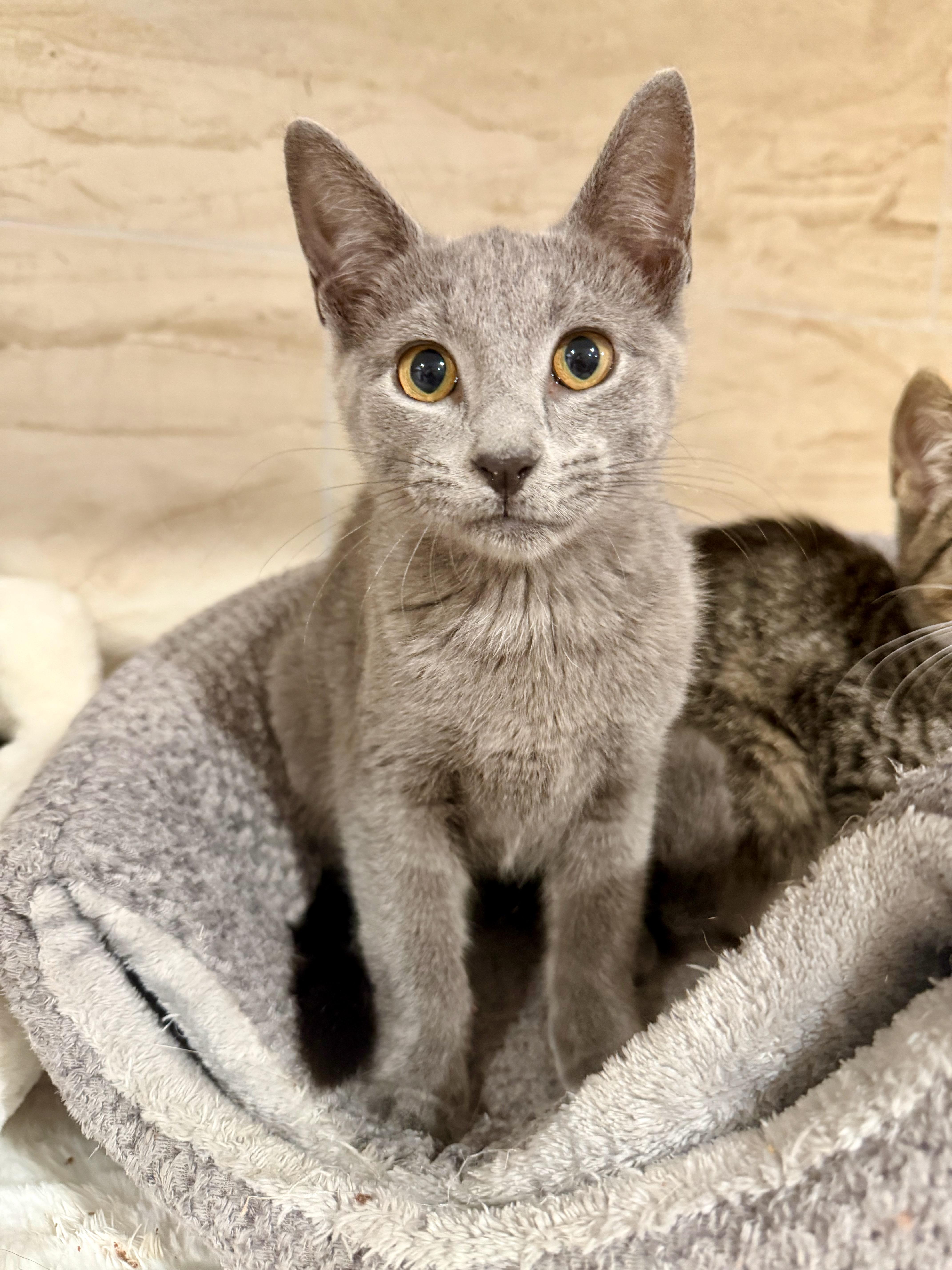 A baby medium-sized female Gray / Blue / Silver Domestic Short Hair cat named Tiffany for adoption in Manhasset, NY
