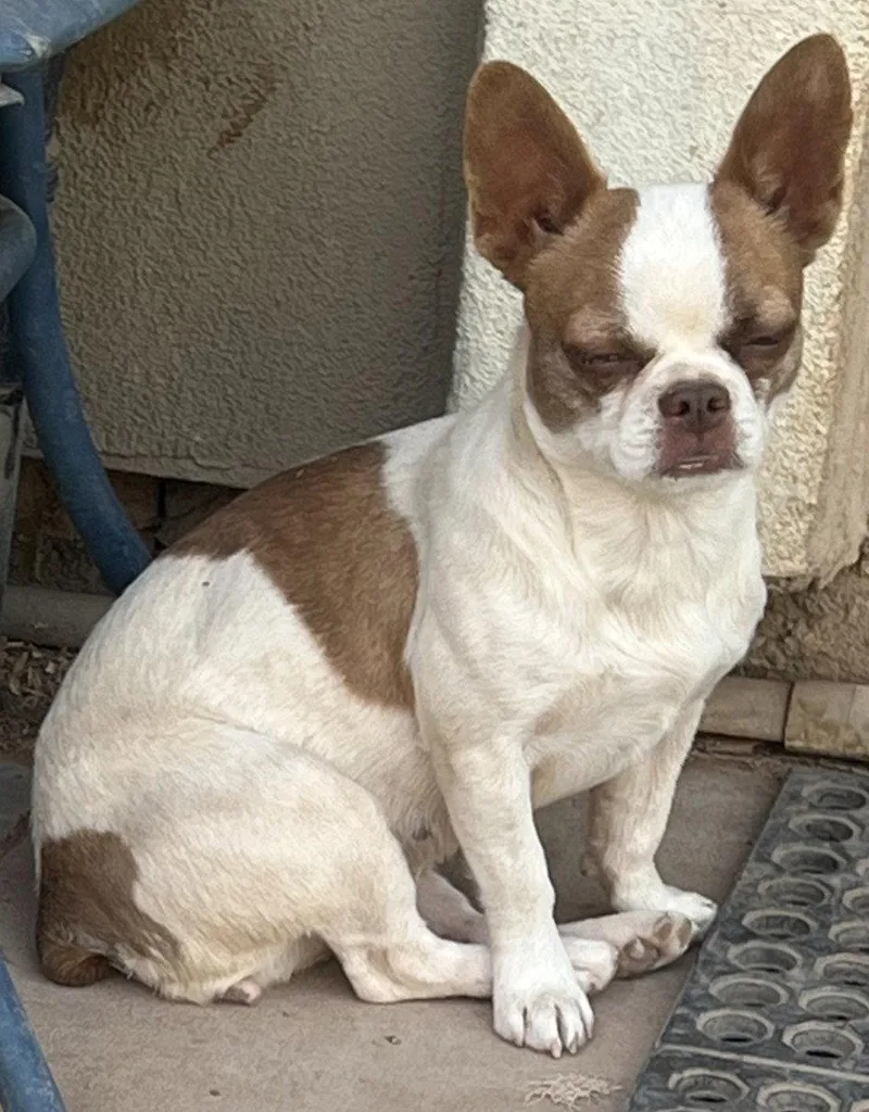 A young medium-sized female Boston Terrier dog named Bridget for adoption in Scottsdale, AZ
