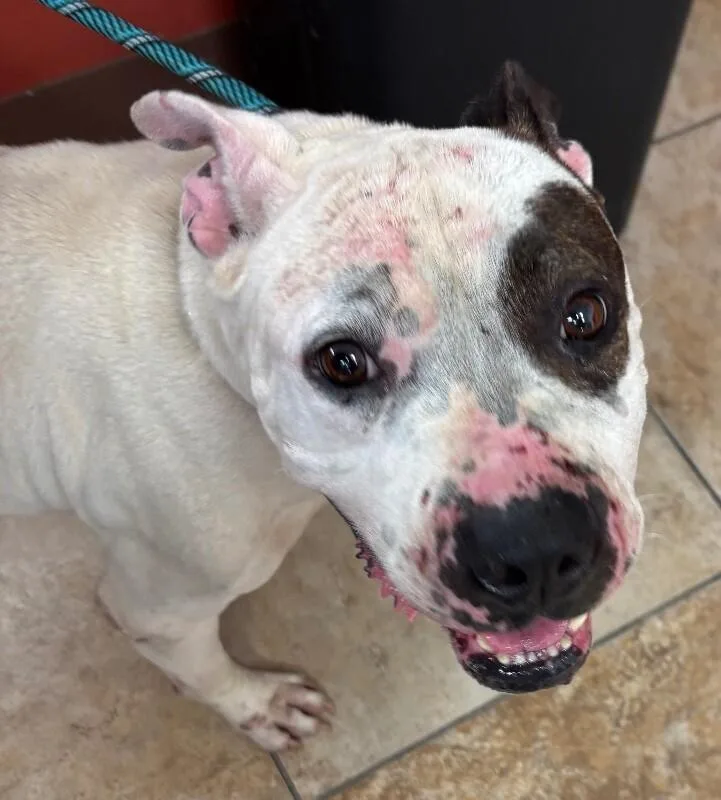 An adult large-sized male White / Cream Mixed Breed dog named Riff Raff for adoption in Cincinnati, OH