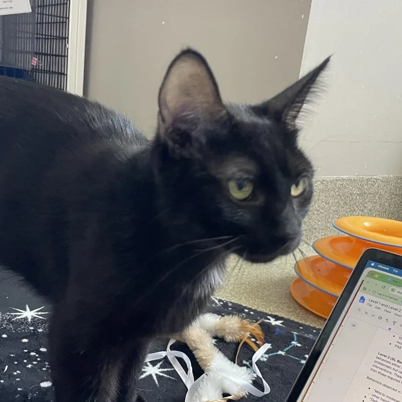 A young medium-sized female Black Domestic Short Hair cat named Greening for adoption in Chicago, IL