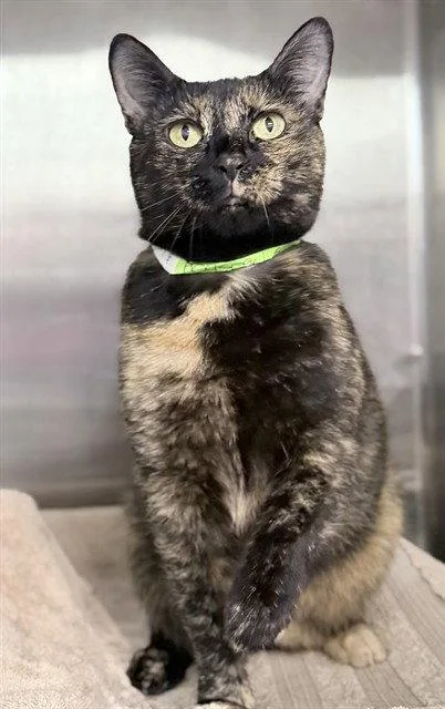 An adult medium-sized female Domestic Short Hair cat named Truffle for adoption in Tavares, FL