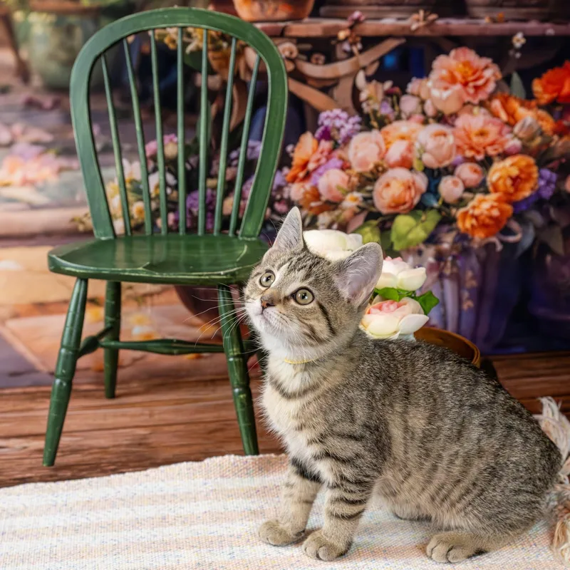 A baby small-sized male Tabby (Gray / Blue / Silver) Domestic Short Hair cat named Raja for adoption in Lapeer, MI