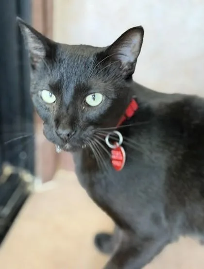 An adult medium-sized male Black Domestic Short Hair cat named Cricket for adoption in Stanwood, WA