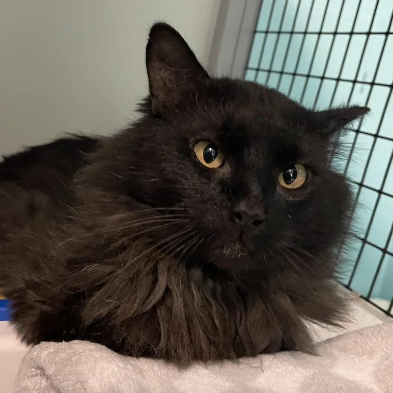 An adult large-sized male Black Domestic Long Hair cat named Bear  Handsome  for adoption in Hoquiam, WA