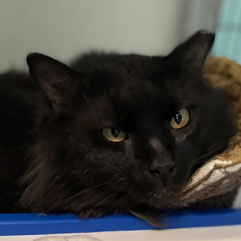 Bear  Handsome  thumbnail 2