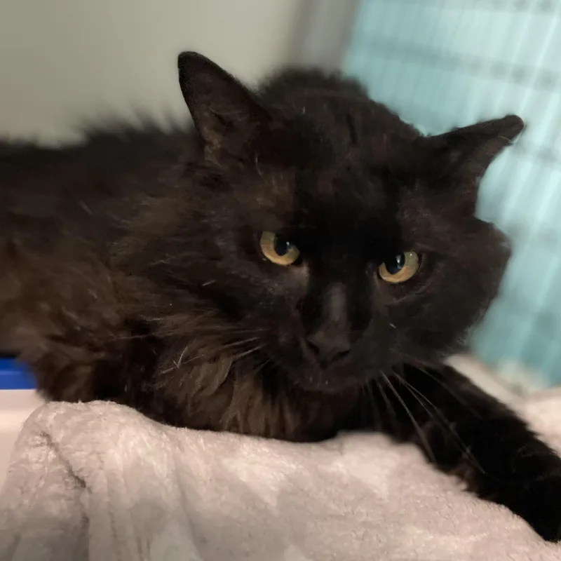 Bear  Handsome  thumbnail 3